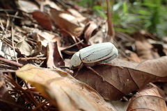 Cyphochilus apicalis