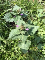 Lamium purpureum