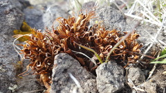 Aphyllon corymbosum
