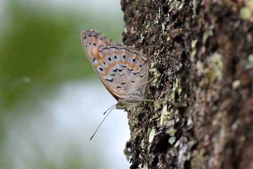 Sevenia trimeni trimeni
