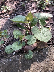 Alliaria petiolata