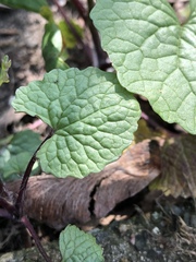 Alliaria petiolata