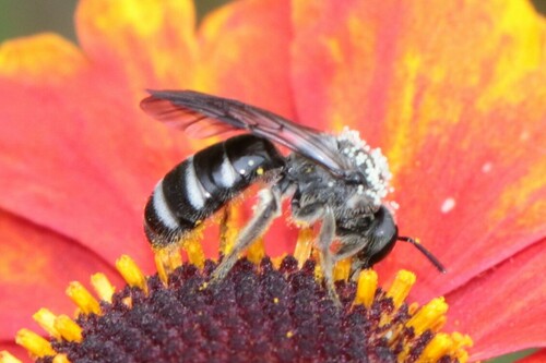 Ashy Furrow Bee, Wageningen, Nederland, photo 3 of 10