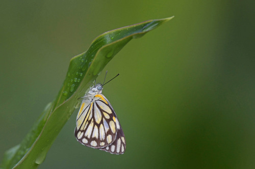 Brown-veined White