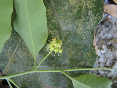 Agonandra racemosa