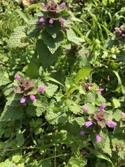 Lamium purpureum