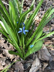 Scilla siberica