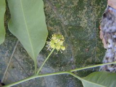 Agonandra racemosa