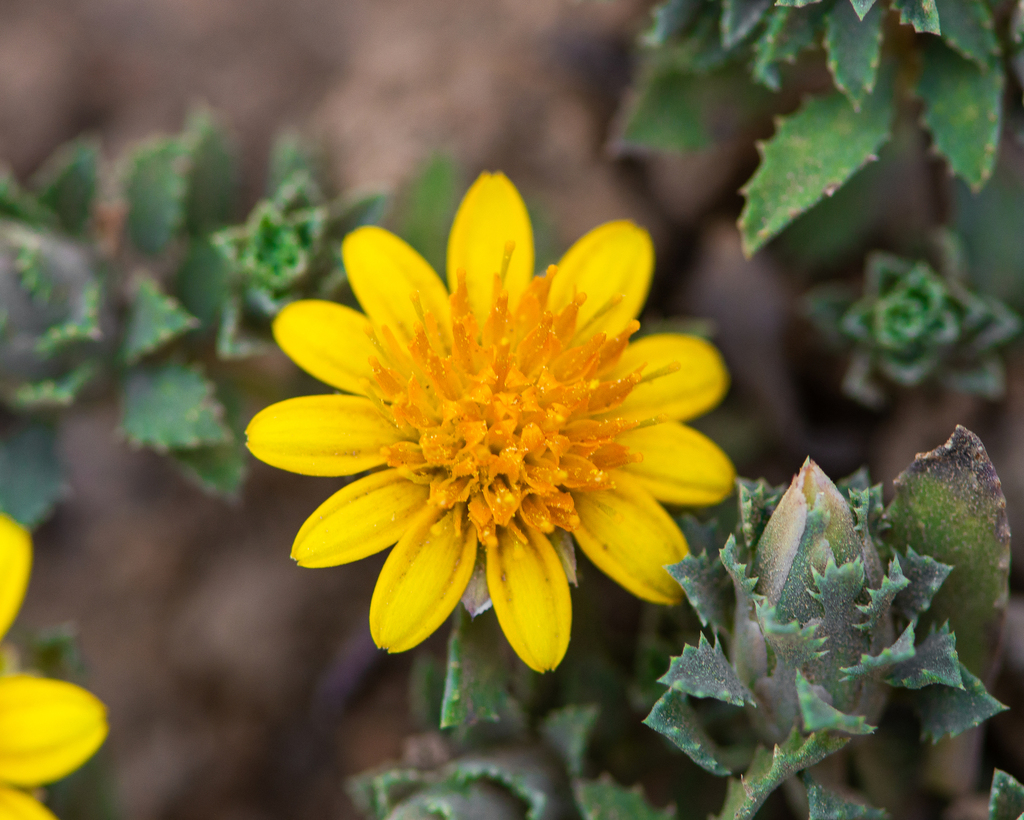 Chaetanthera flabellata