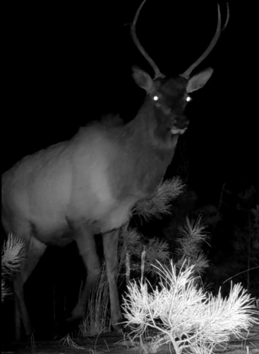 Elk photographed in Nebraska