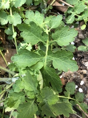 Chelidonium majus