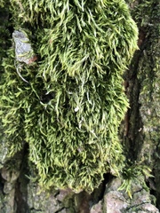 Bryophyta