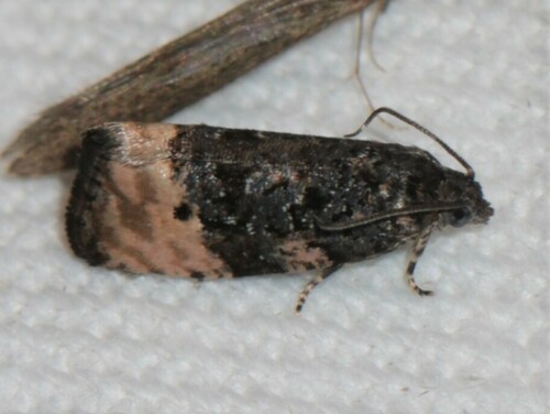 Shoulder-spot Marble, Ede, Nederland, photo 4 of 10