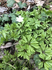 Anemonoides nemorosa