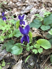 Viola odorata