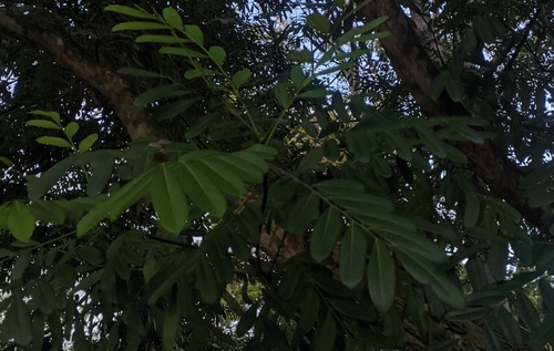 Simarouba glauca image