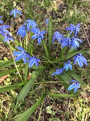 Scilla siberica