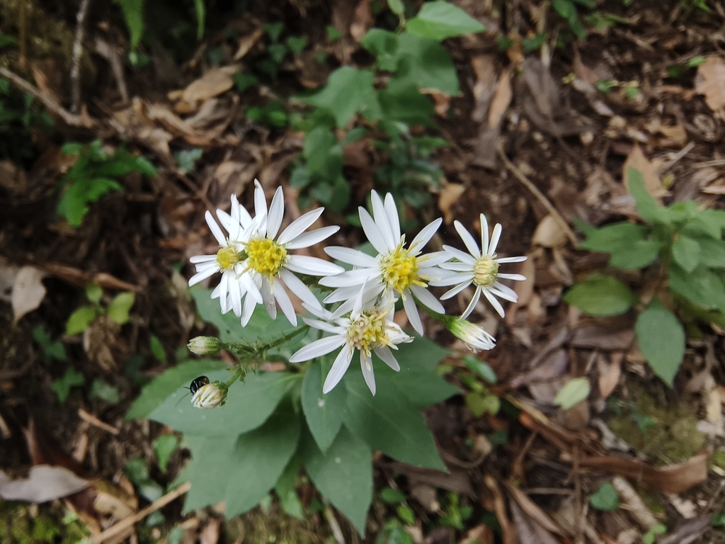 Aster morrisonensis