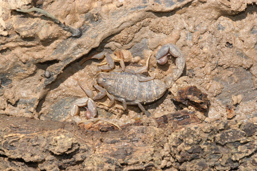 Alligatorback Scorpion