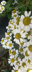 Tanacetum parthenium image