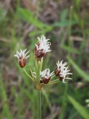Fimbristylis puberula