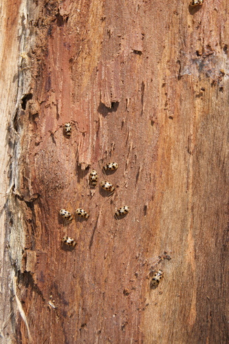 Afromaculepta decemmaculata