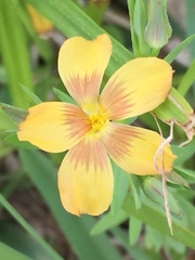 Linum berlandieri