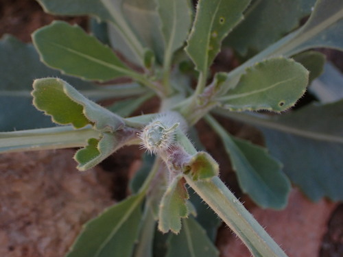 Diplotaxis harra (Diplotaxis harra)