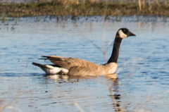 Branta canadensis moffitti