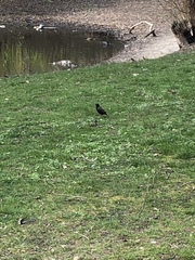 Sturnus vulgaris