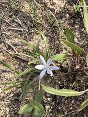 Androstephium coeruleum