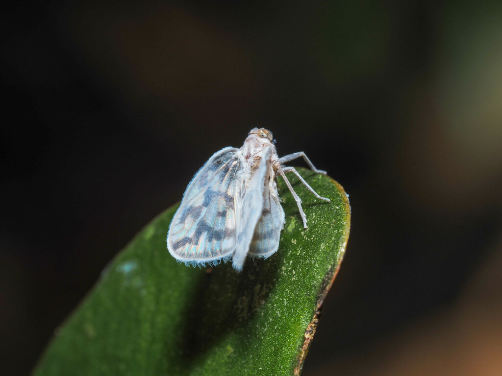 Borysthenes hainanensis