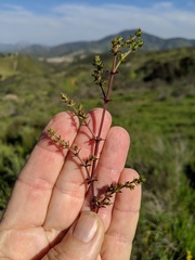 Galium nuttallii nuttallii