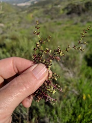 Galium nuttallii nuttallii