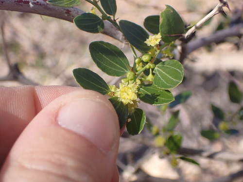 Image of Ziziphus lotus by (c) Lisa Bennett, some rights reserved (CC BY)