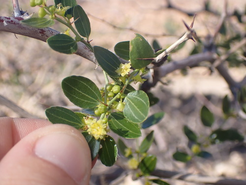 Image of Ziziphus lotus by (c) Lisa Bennett, some rights reserved (CC BY)