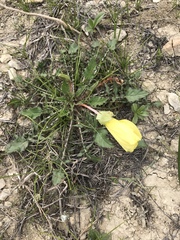 Oenothera triloba