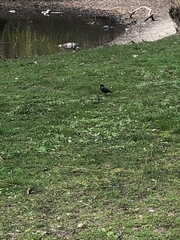 Sturnus vulgaris