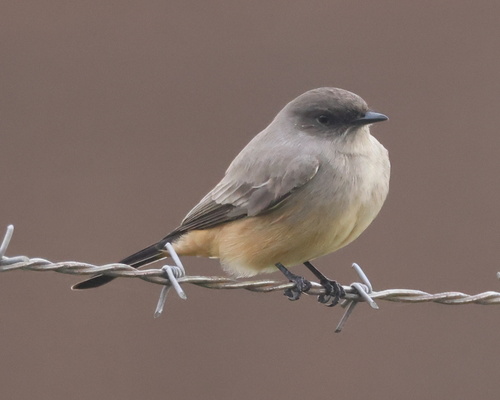 Say's Phoebe, photo 8 of 8