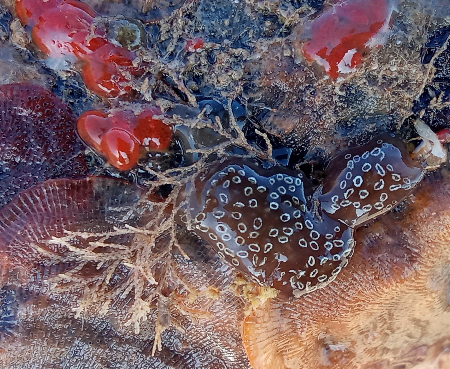 Distaplia bermudensis Van Name, 1902