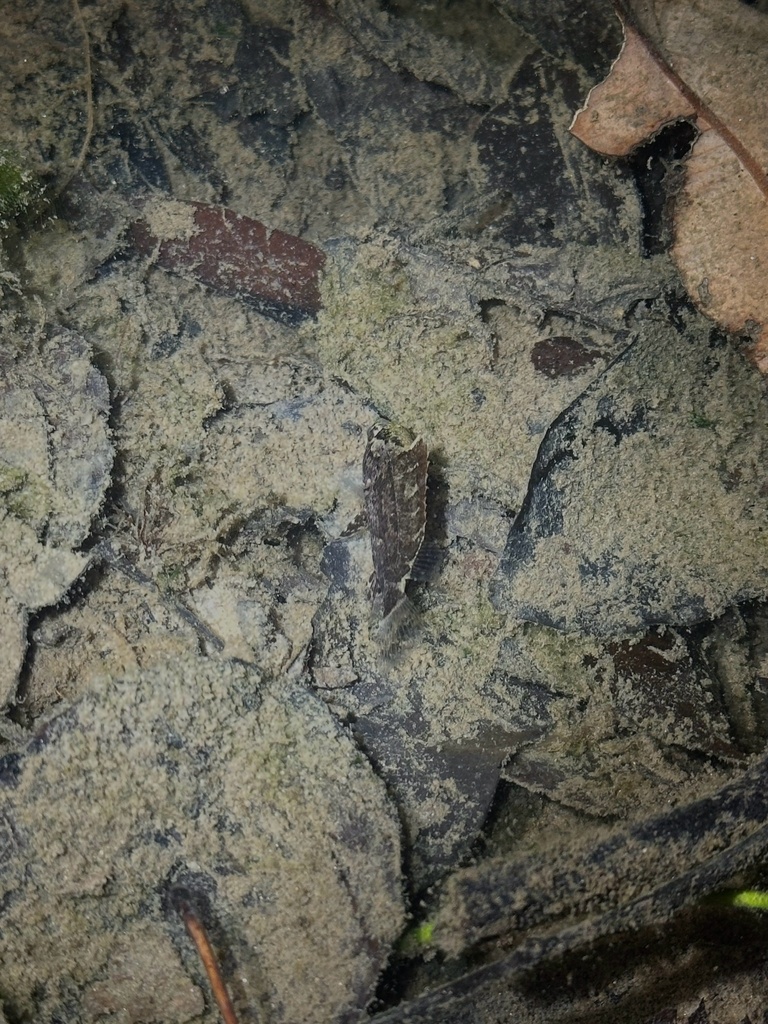 Gangetic leaffish (Nandus nandus) — Nandidae
