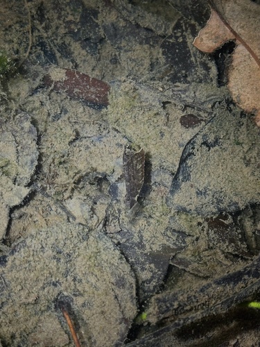 Gangetic leaffish (Nandus nandus) — Nandidae