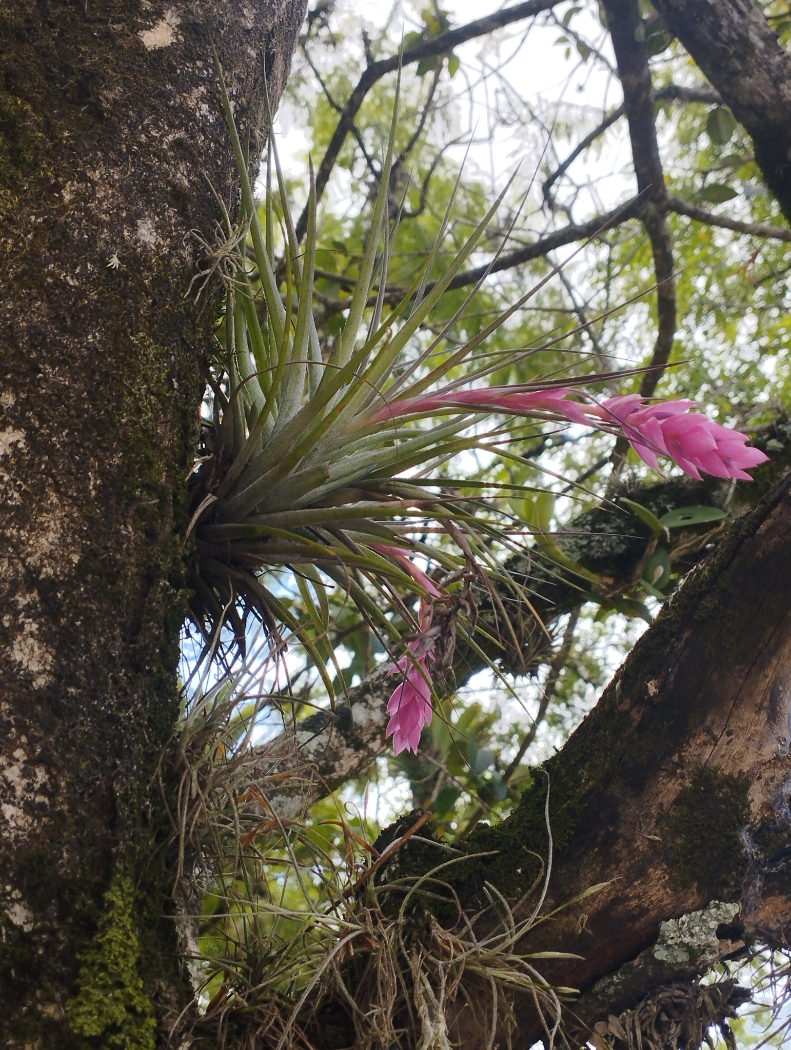 Tillandsia stricta