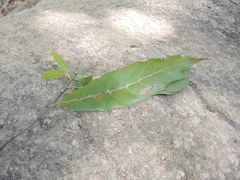 Quercus acutifolia