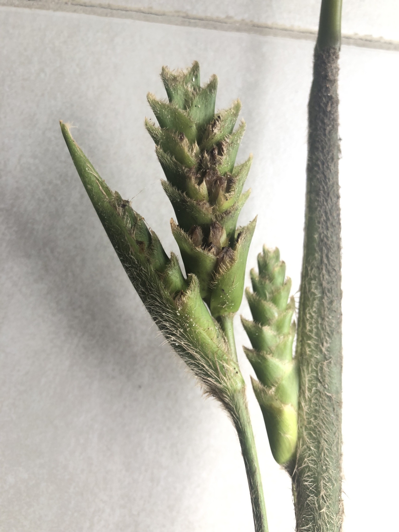 Imagem de Maranta
