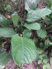 Ctenanthe setosa (Ctenanthe setosa)