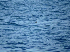 Synthliboramphus scrippsi