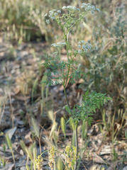 Conium maculatum
