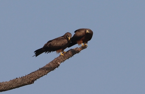Black Kite