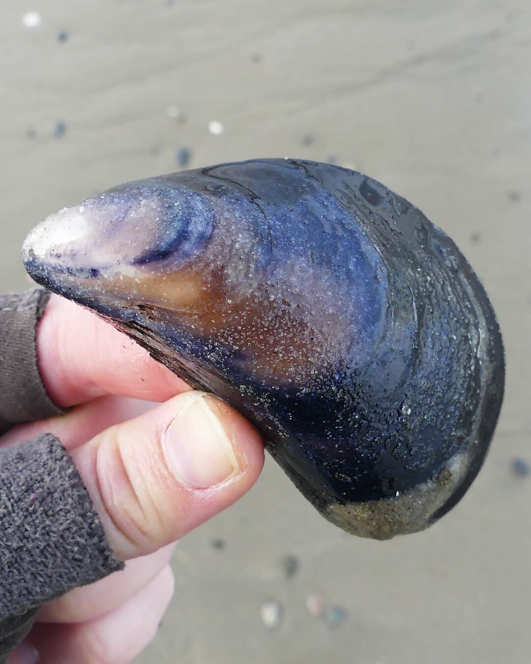 phylum mollusca mussels